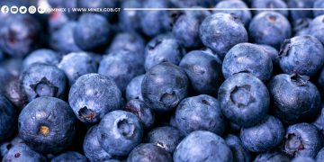 Recuperan exportación de arándanos a mercado canadiense