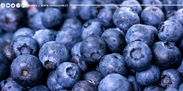 Recuperan exportación de arándanos a mercado canadiense