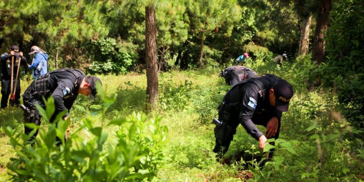 PNC participa en jornadas de reforestación./foto: PNC.