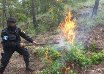 Erradican plantaciones de marihuana valoradas en más de 5 millones de quetzales
