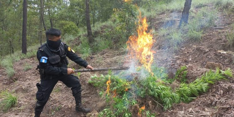 Erradican plantaciones de marihuana valoradas en más de 5 millones de quetzales