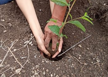 Día Internacional de la Conservación de los Suelos