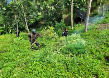 Estado de sitio: Eliminan más de 3 mil 800 matas de marihuana en San Marcos