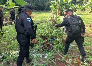 PNC erradica arbustos de coca en Izabal