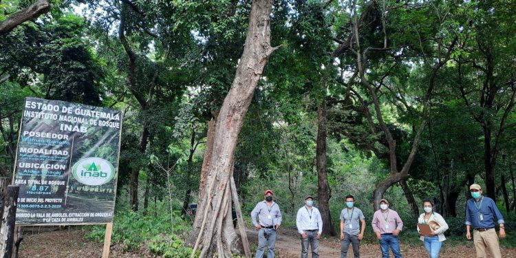Incentivos forestales, sinónimo de desarrollo comunitario en Huehuetenango