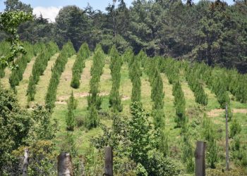 Más de 5 mil familias se benefician con quinto pago de incentivos forestales