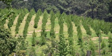 Más de 5 mil familias se benefician con quinto pago de incentivos forestales