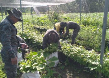 Ejército de Guatemala realiza jornadas de reforestación