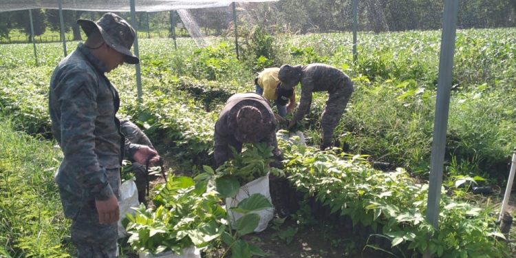 Ejército de Guatemala realiza jornadas de reforestación