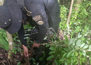 Antinarcóticos erradica plantaciones de coca