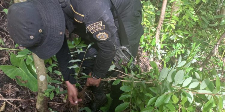 Antinarcóticos erradica plantaciones de coca