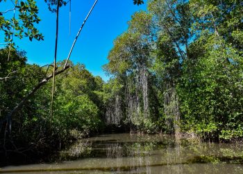 Conmemoran Día Internacional de Conservación del Ecosistema de Manglares