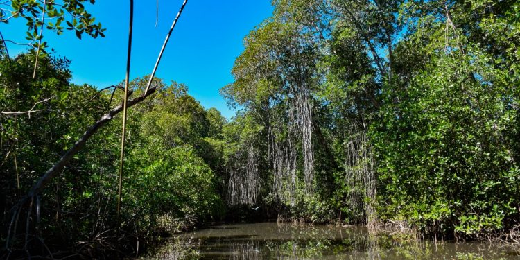 Conmemoran Día Internacional de Conservación del Ecosistema de Manglares