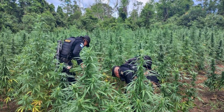 Localizan y erradican matas de marihuana valoradas en 40 millones de quetzales
