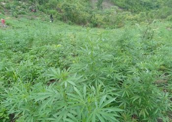 Más de 132 mil matas de marihuana erradicadas en Melchor de Mencos, Petén