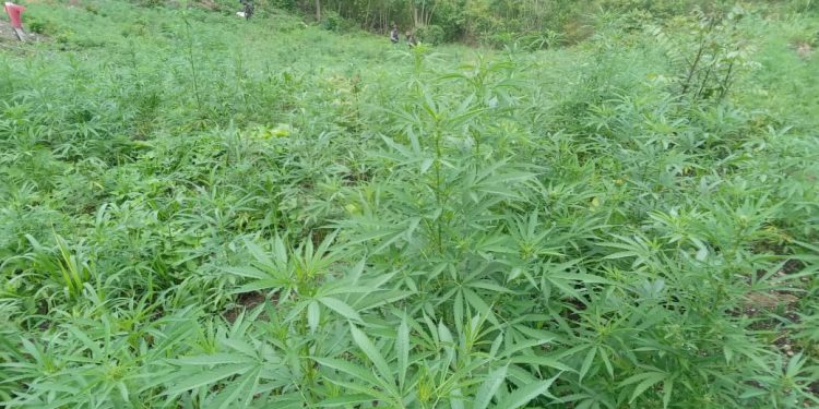 MÃ¡s de 132 mil matas de marihuana erradicadas en Melchor de Mencos, PetÃ©n