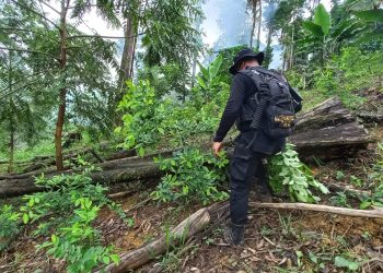 Valor de droga erradicada suma más de 49 millones de quetzales