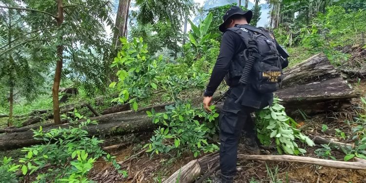 Valor de droga erradicada suma más de 49 millones de quetzales