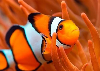 Peces payaso adecúan su tamaño a la anémona con la que viven