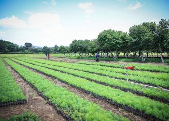 Aprueban 7.6 millones de quetzales para proyectos de desarrollo agropecuario