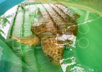 Inauguran un hospital para tortugas marinas en el Zoológico de Miami
