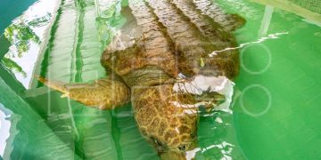 Inauguran un hospital para tortugas marinas en el Zoológico de Miami