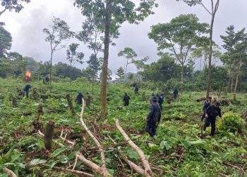 Fuerzas antinarcóticas erradicaron arbustos de hoja de coca.