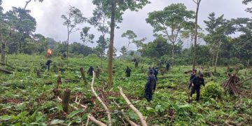 Fuerzas antinarcóticas erradicaron arbustos de hoja de coca.