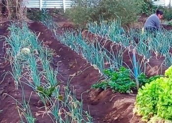 MAGA entrega insumos a beneficiarios de huertos comunales en Chimaltenango