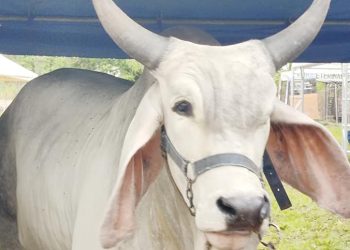 Petén prepara segundo tianguis ganadero