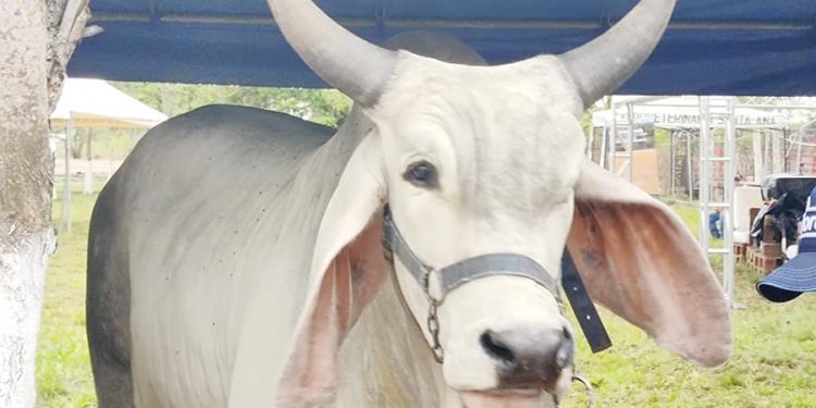 Petén prepara segundo tianguis ganadero