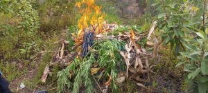 Erradican marihuana valorada en más de 6 millones de quetzales