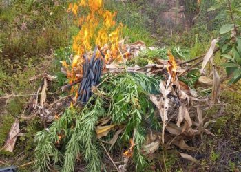 Erradican marihuana valorada en más de 6 millones de quetzales