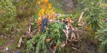 Erradican marihuana valorada en más de 6 millones de quetzales