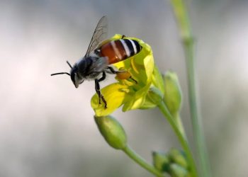 Descubren el mecanismo que regenera las alas de los insectos cuando se dañan
