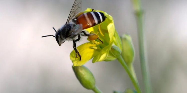 Descubren el mecanismo que regenera las alas de los insectos cuando se dañan