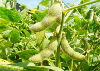 Soya eleva su productividad mejorando la fotosíntesis con bioingeniería