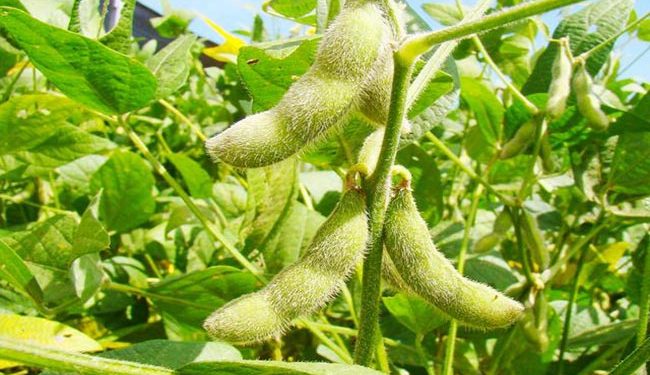 Soya eleva su productividad mejorando la fotosíntesis con bioingeniería