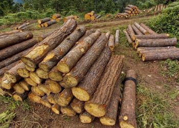 Inab y Municipalidad de Tactic firman convenio para aprovechamiento forestal sostenible