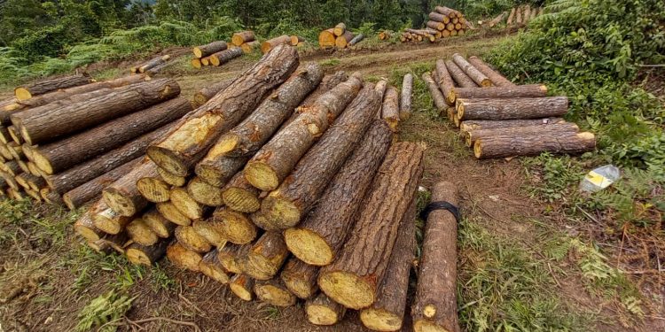 Inab y Municipalidad de Tactic firman convenio para aprovechamiento forestal sostenible