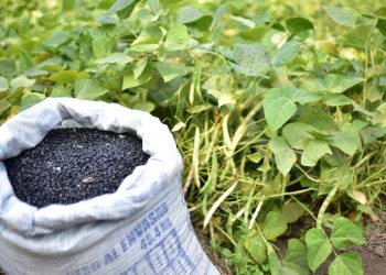 MAGA impulsa la producción de frijol ICTA Ligero en Jutiapa