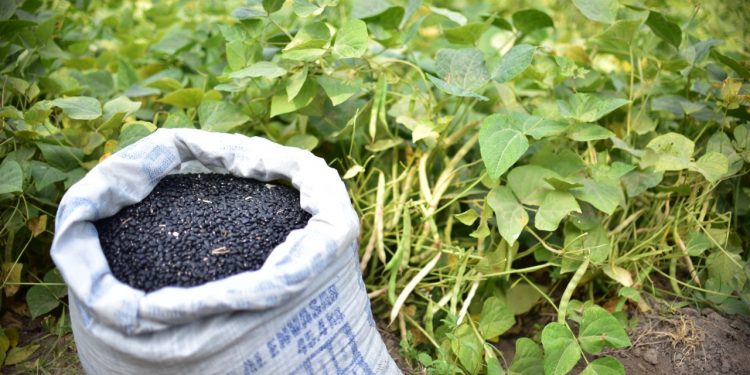 MAGA impulsa la producción de frijol ICTA Ligero en Jutiapa