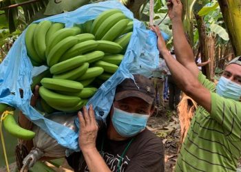 Pequeños productores conocen medidas para prevenir y detectar hongo que afecta plantaciones de banano