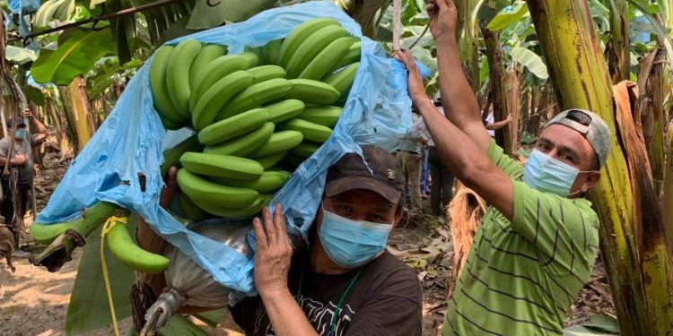 Pequeños productores conocen medidas para prevenir y detectar hongo que afecta plantaciones de banano