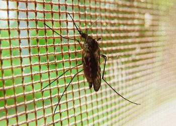 Salud capacita a personal para eliminar focos activos de malaria en Retalhuleu