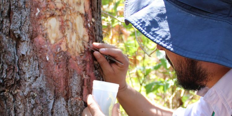 Inab mantiene acciones contra gorgojo descortezador del pino