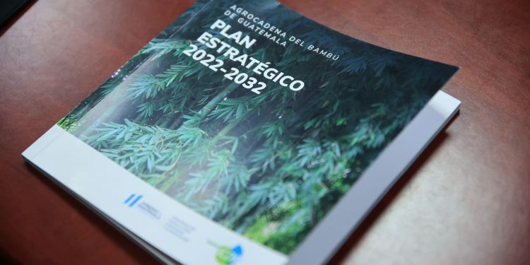 Le apuestan a fortalecimiento de agrocadena de bambú