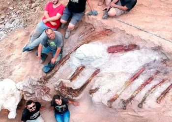 Hallan en Portugal esqueleto del que podría ser el mayor dinosaurio de Europa
