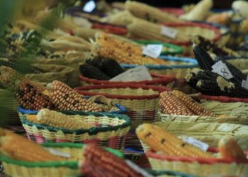 Guatemala celebra al maíz, patrimonio natural y cultural de la nación