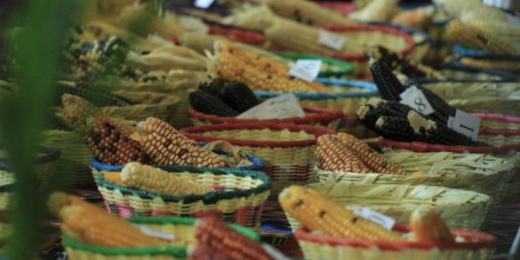 Guatemala celebra al maíz, patrimonio natural y cultural de la nación